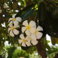 Цветы / flowers